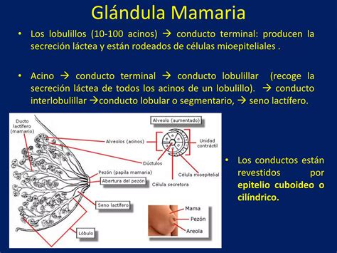 Esquema de las glándulas mamarias y su involución post-lactancia