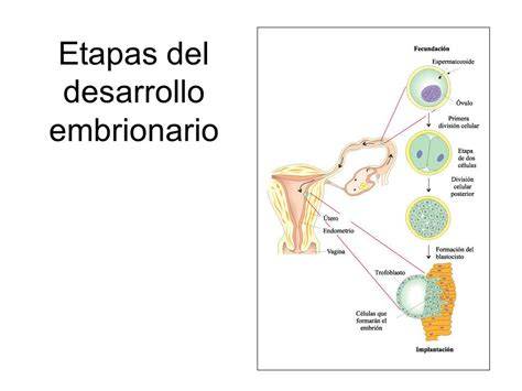 Esquema de las etapas de desarrollo embrionario y la implantación