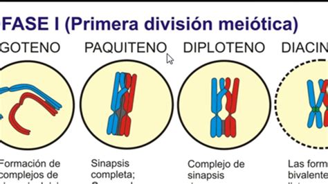 diagrama de cromosomas homólogos con quiasmas en la fase de diploteno