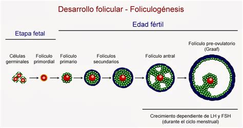 esquema del desarrollo de la ovogénesis y folicular desde células germinales primordiales