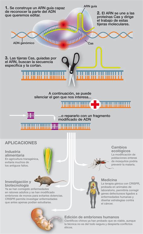 Infografía explicando el funcionamiento de CRISPR-Cas9