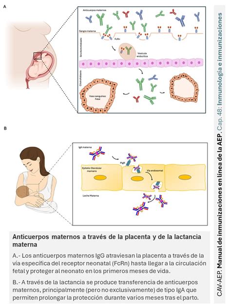 Esquema ilustrando la transferencia transplacentaria de anticuerpos maternos y su efecto en el feto.