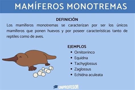 Esquema de las características clave de los monotremas: puesta de huevos, glándulas mamarias sin pezones, cloaca