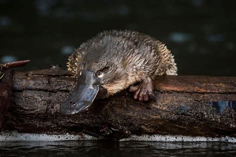 Foto de un ornitorrinco en su hábitat natural, mostrando su pico y pelaje