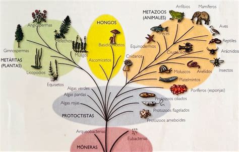 Infografía del árbol filogenético de los mamíferos, destacando la divergencia de los monotremas