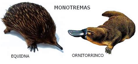 Comparación visual de las espinas del equidna y el pelaje del ornitorrinco bajo luz UV