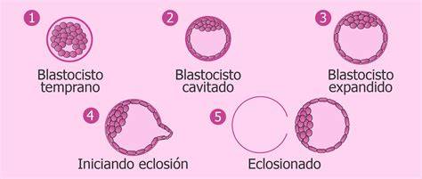 Esquema de las partes de un blastocisto
