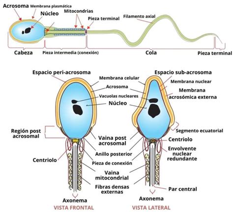 Esquema comparativo del movimiento del espermatozoide visto en 2D vs. 3D