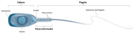 Imagen microscópica detallada de la cabeza y flagelo de un espermatozoide