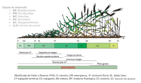 Esquema del ciclo de cultivo con los productos Pro XL recomendados para cada fase.
