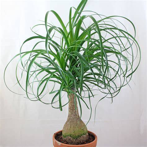 Esquema detallado de cómo separar hijuelos de Beaucarnea recurvata, mostrando herramientas y puntos de corte