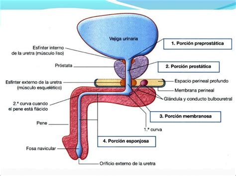 Esquema del sistema reproductor masculino y la vejiga para explicar la eyaculación retrógrada
