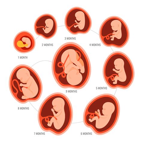 Esquema de las etapas del embarazo y el desarrollo fetal