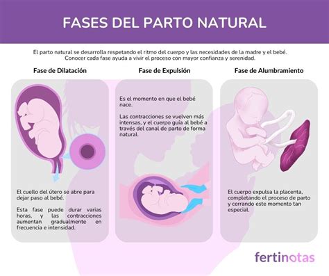 Ilustración de las fases del parto natural