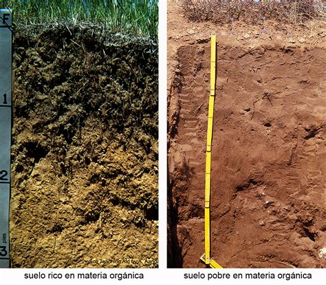 Comparación visual de la estructura del suelo con y sin materia orgánica.