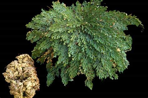 Comparación visual entre Anastatica hierochuntica y Selaginella lepidophylla