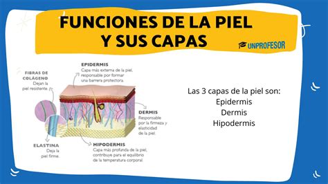 Infografía detallando las capas de la piel y su vulnerabilidad en lactantes.