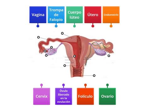 Esquema del aparato reproductor femenino mostrando las trompas de Falopio y su permeabilidad