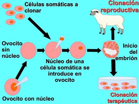 Esquema general de los tipos de clonación y sus aplicaciones