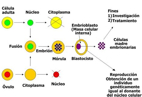 Diagrama del proceso de Transferencia Nuclear de Células Somáticas (TNCS) para clonación reproductiva