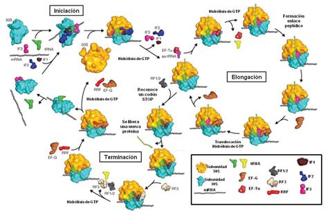 Representación esquemática del proceso de obtención de células iPSCs