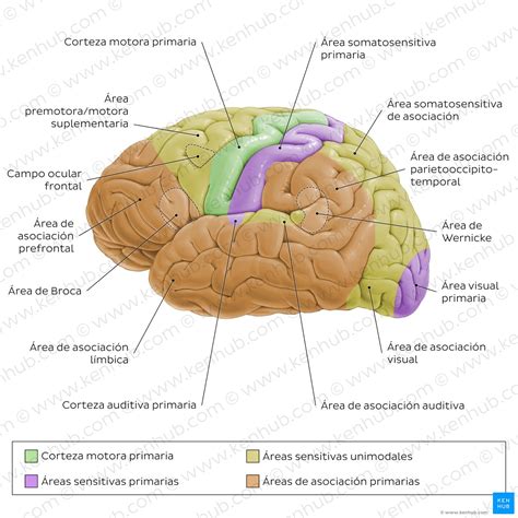 Esquema de la anatomía cerebral neonatal con énfasis en la sustancia blanca periventricular