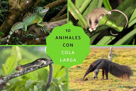 Foto de diferentes animales con sus colas realizando distintas funciones