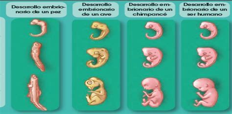 Comparación de un embrión humano temprano con una imagen de fantasía de