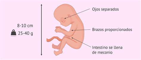 Imagen de un feto humano de cuatro meses (sin protuberancia caudal visible)