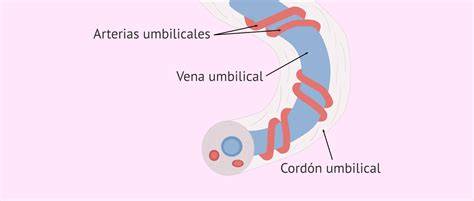 Diagrama de las posibles inserciones del cordón umbilical en la placenta