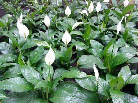 Planta Cuna de Moisés o Espatifilo con sus características brácteas blancas y hojas verdes