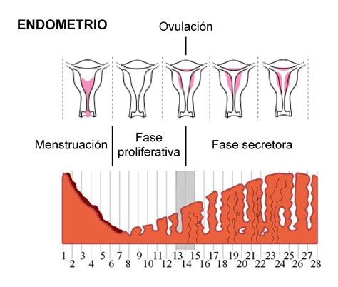 Ilustración esquemática del útero, mostrando el endometrio y el cuello uterino.