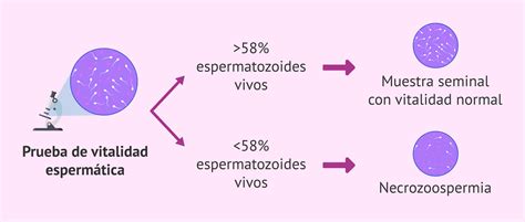 Diagrama de flujo: Interpretación de los resultados de vitalidad espermática según los criterios de la OMS