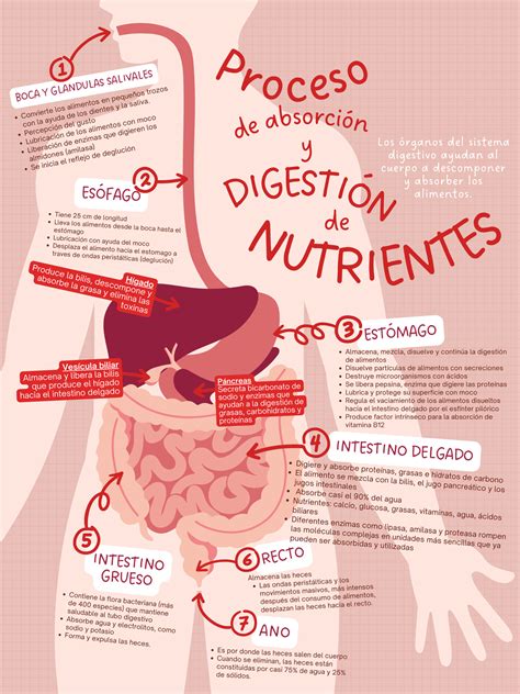 Esquema del proceso de dextrinación de cereales o infografía sobre la digestión de cereales
