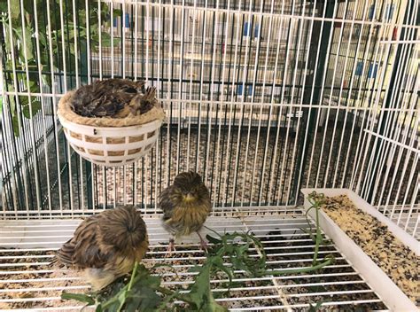 Voladera de destete con pichones y machos adultos.