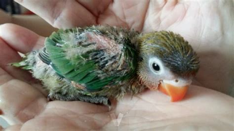Agapornis papillero siendo alimentado con jeringuilla.