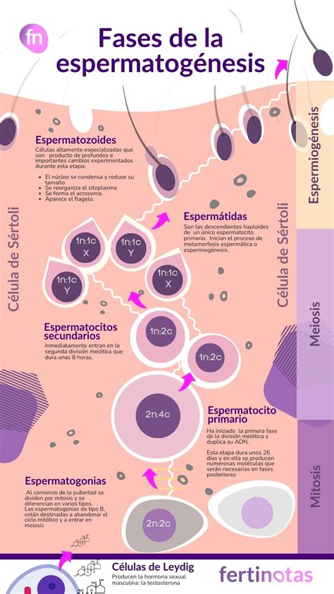 Esquema de las fases de la espermatogénesis