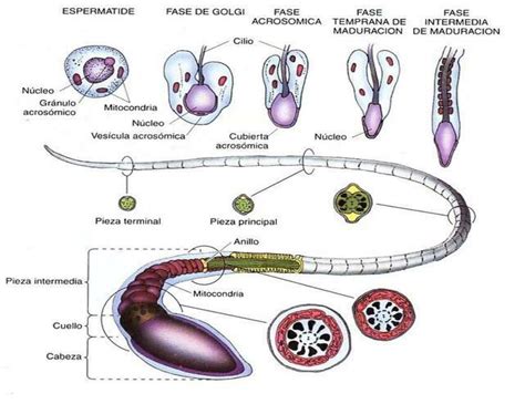 Diagrama de la estructura del espermatozoide