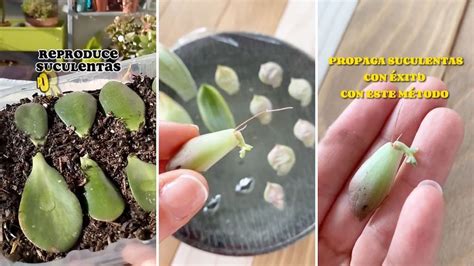 Esquema paso a paso de la propagación de una suculenta mediante esquejes en un recipiente con agua