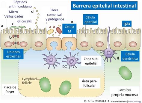 Diagrama esquemático de la barrera epitelial pulmonar y la función de la filagrina.