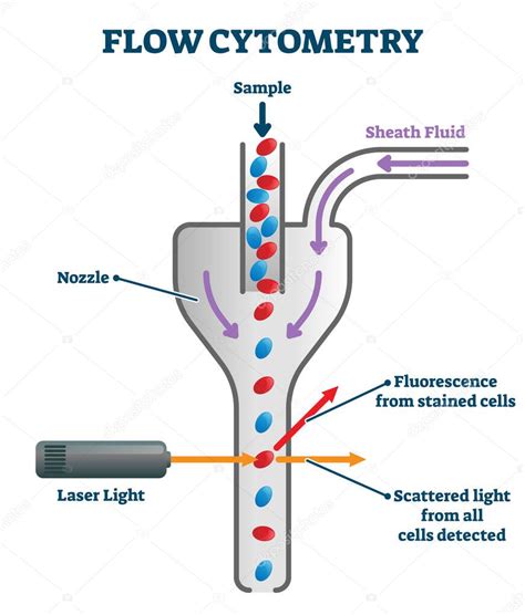 Esquema ilustrativo del proceso de citometría de flujo para la separación de espermatozoides X e Y en bovinos.