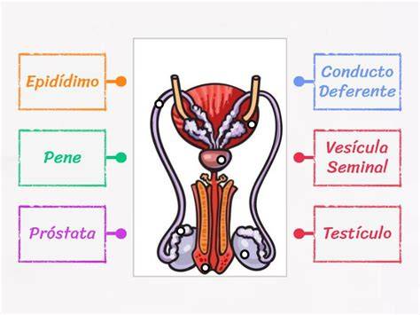 Diagrama del aparato reproductor masculino