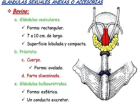 Esquema de las glándulas accesorias masculinas