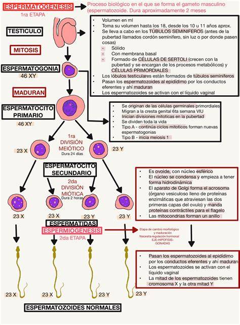 Diagrama del proceso de espermatogénesis
