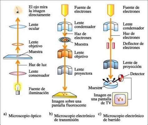 Esquema comparativo entre microscopía óptica, microscopía de alta magnificación y microscopía electrónica