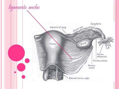 Ilustración anatómica mostrando los ligamentos redondos del útero y la zona de la ingle.