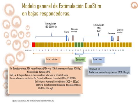 Esquema gráfico del protocolo Dual Stim, mostrando las dos fases de estimulación y punción.