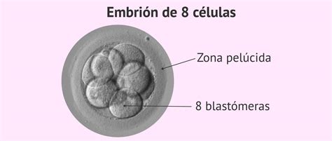 Micrografía de un embrión en día 3 con blastómeras simétricas y baja fragmentación