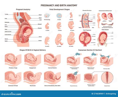 Esquema de la anatomía vaginal y vulvar durante el embarazo