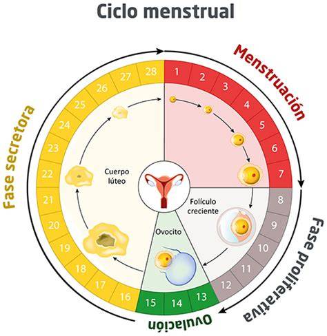 Esquema cronológico del ciclo de fertilidad, destacando el intervalo de la betaespera entre la inseminación/transferencia y la prueba de beta-hCG.